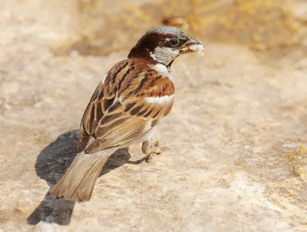 Stock image Sparrow