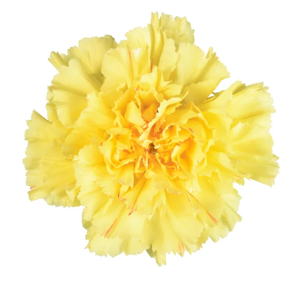 Egységes sárga virág — Stock Fotó