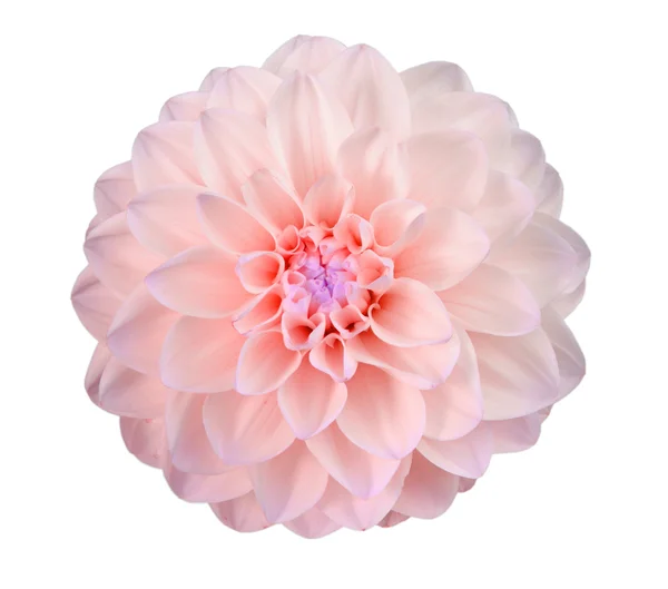 Single pink flower — Stock Photo, Image