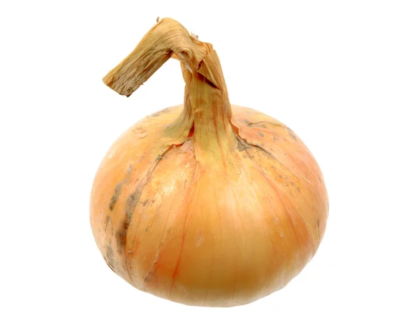 Single full orange onion — Stock Photo, Image