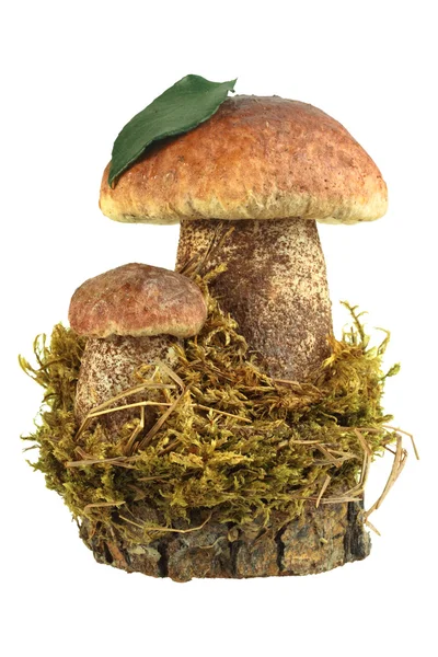 Natureza morta de dois cogumelos marrons — Fotografia de Stock