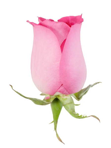 Una rosa rosa — Foto Stock