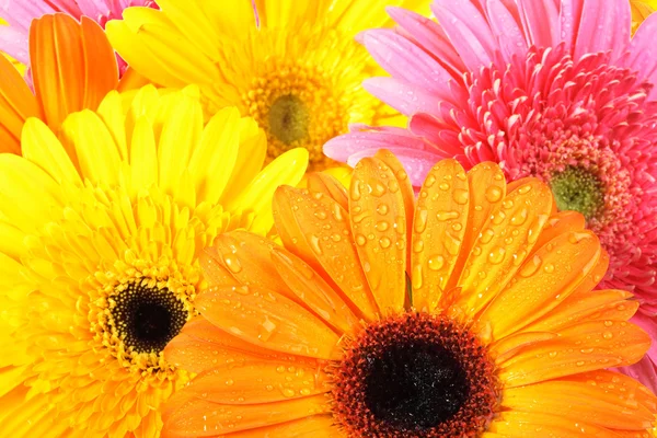 Achtergrond van roze en oranje bloemen — Stockfoto