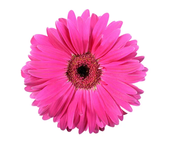 一个粉红色的花上白色隔离 — 图库照片