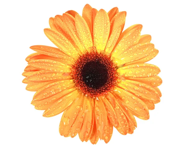 Один оранжевый цветок с росой — стоковое фото