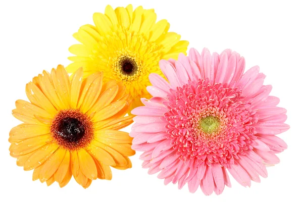 Tre fiori con rugiada — Foto Stock