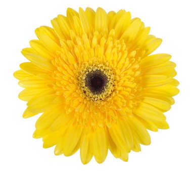 One yellow flower clipart