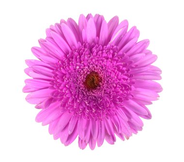 One purple flower with dew clipart