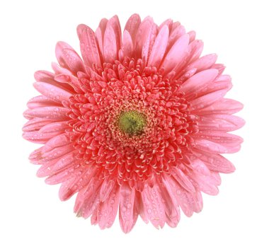 One pink flower with dew clipart