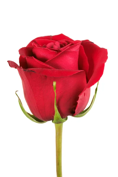 Een rode roos — Stockfoto