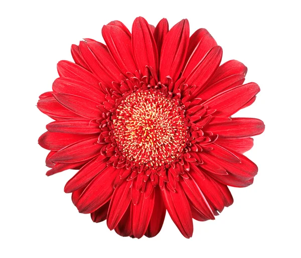 Jeden czerwony kwiat — Zdjęcie stockowe