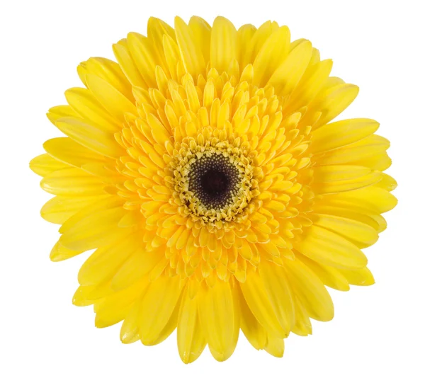 One yellow flower — Stock Photo, Image