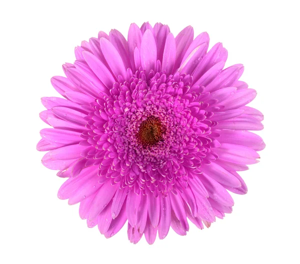 Ένα μωβ λουλούδι με δροσιά — Φωτογραφία Αρχείου