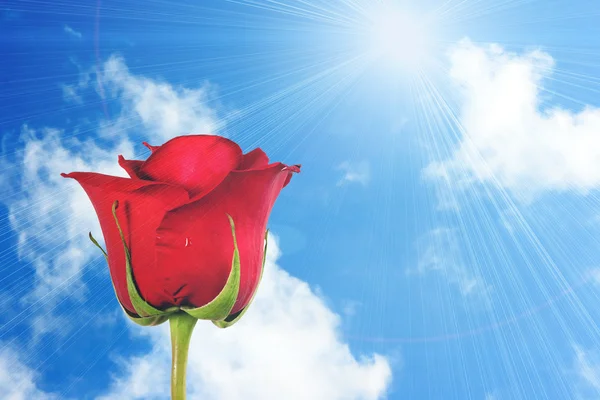 青空の背景に 1 つ赤いバラ — ストック写真