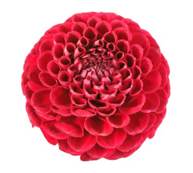 One red flower clipart