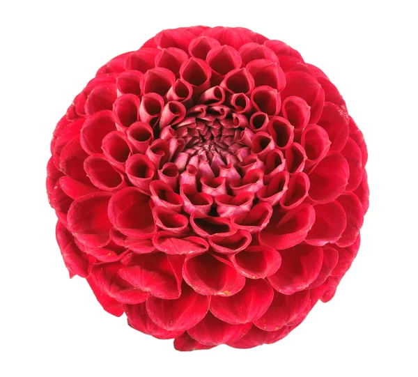 1 つの赤い花 — ストック写真