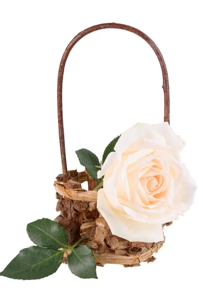 Одна светло-розовая роза в корзине — стоковое фото