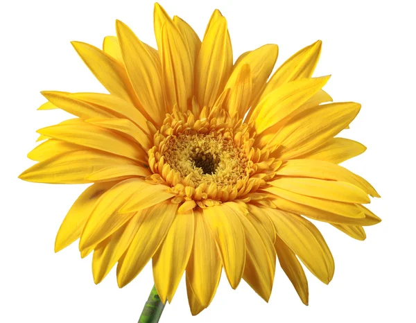 One yellow flower — Stock Photo, Image