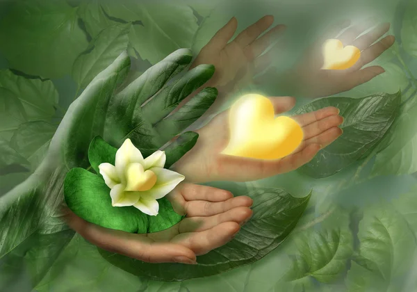 Bodegón con manos, hojas y flores como corazón — Foto de Stock