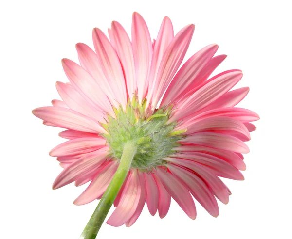 Achterkant-kant van roze bloem — Stockfoto