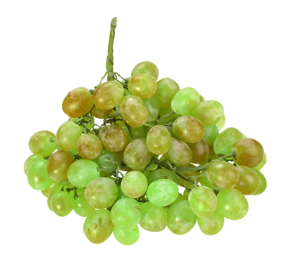 Um único ramo de uva verde — Fotografia de Stock