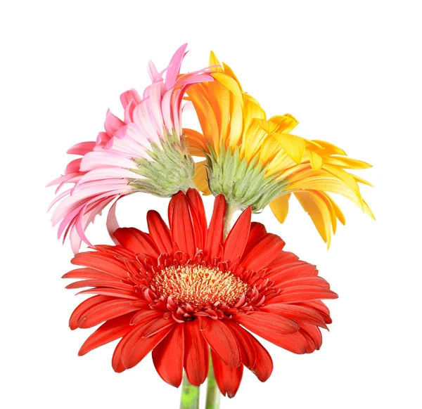 Buquê de três flores — Fotografia de Stock