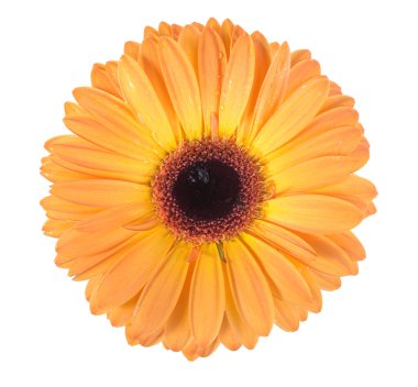 One orange flower clipart