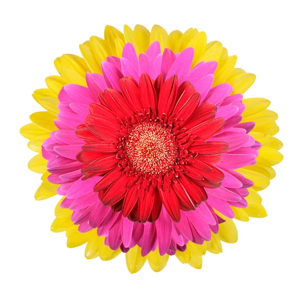 Three flowers — Stock Photo, Image