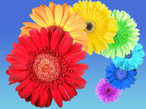 Rainbow of flowers — Stock Photo, Image