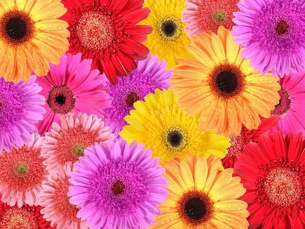 Abstract background of flowers — Stock Photo, Image
