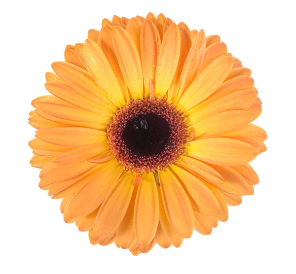 1 つのオレンジ色の花 — ストック写真