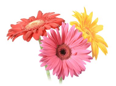 Bouquet of three flowers clipart