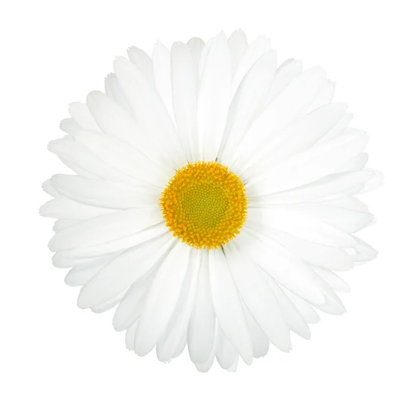 Jeden biały kwiat — Zdjęcie stockowe