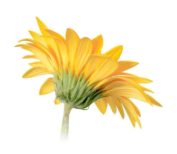 Achterkant-kant van gele bloem — Stockfoto