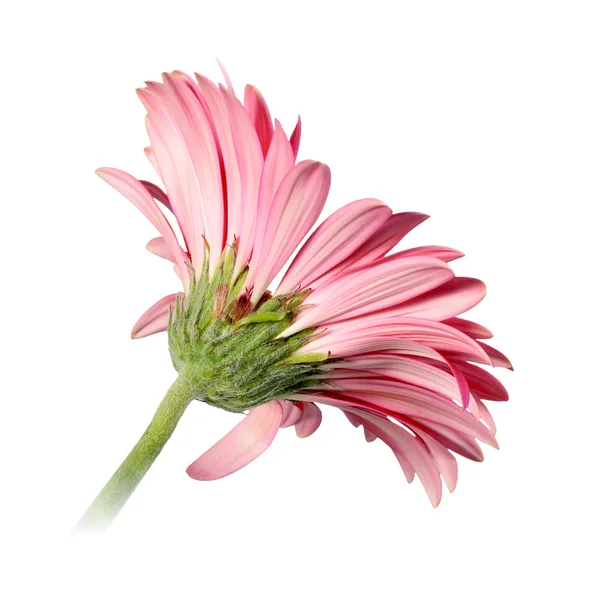 Zadní straně růžový květ — Stock fotografie