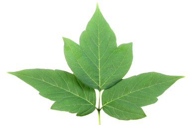 One green leaf clipart