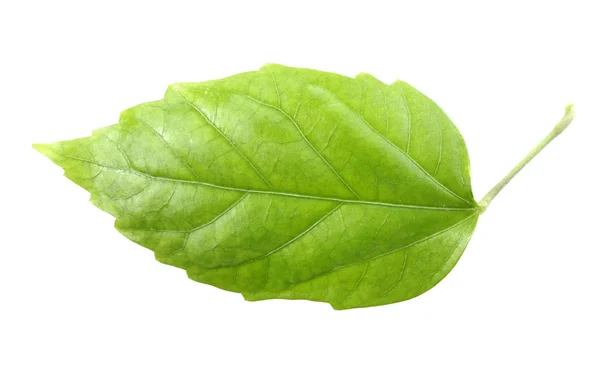Één groen blad — Stockfoto