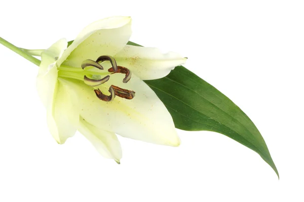 Одна біла квітка з зеленим листям — стокове фото