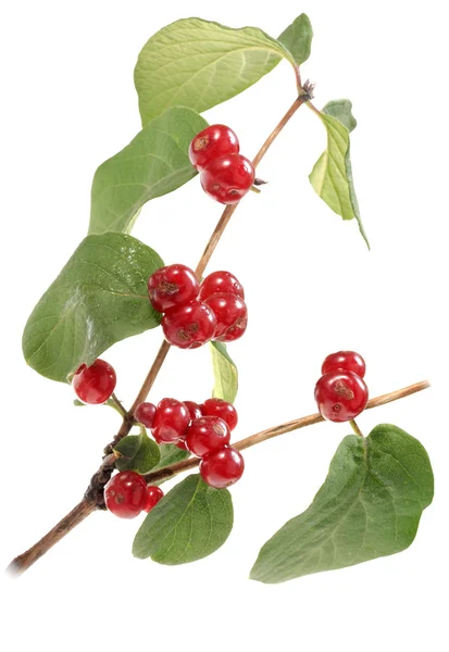 Ветка с зеленым листом и красными ягодами — стоковое фото