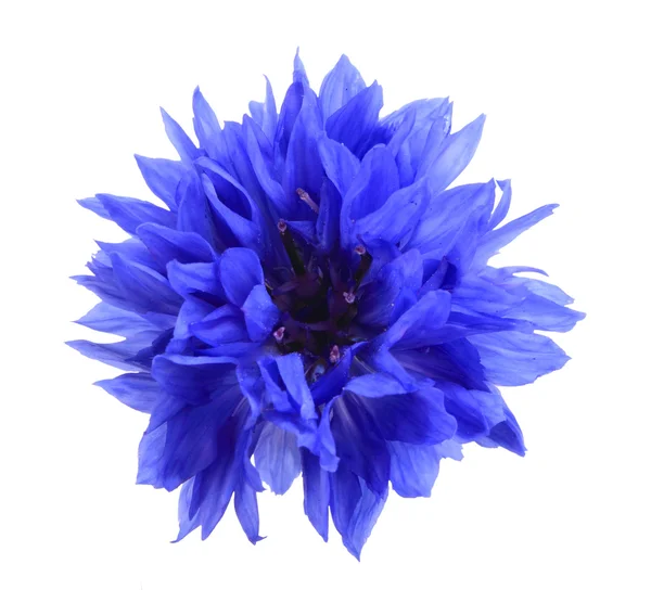 Jeden modrý květ — Stock fotografie