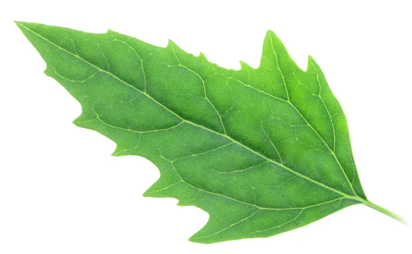 Один зеленый лист — стоковое фото