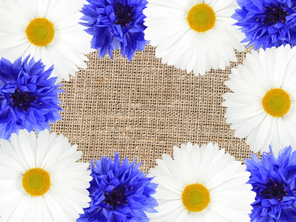 Moldura com flores brancas e azuis — Fotografia de Stock