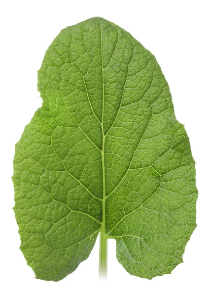 Ett grönt blad — Stockfoto