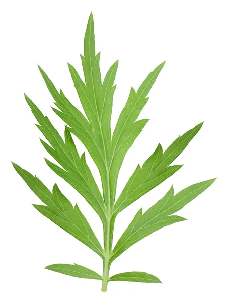 푸른 잎 하나 — 스톡 사진