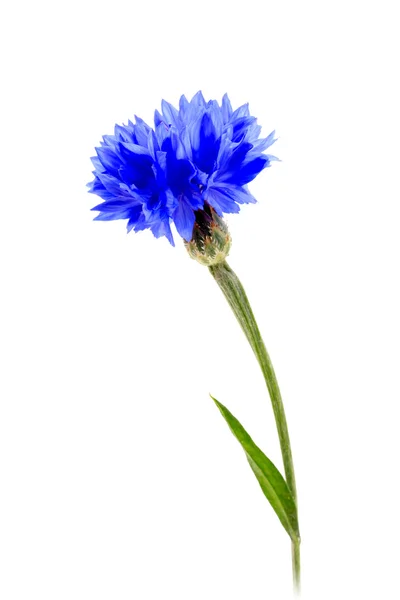 Una flor azul — Foto de Stock