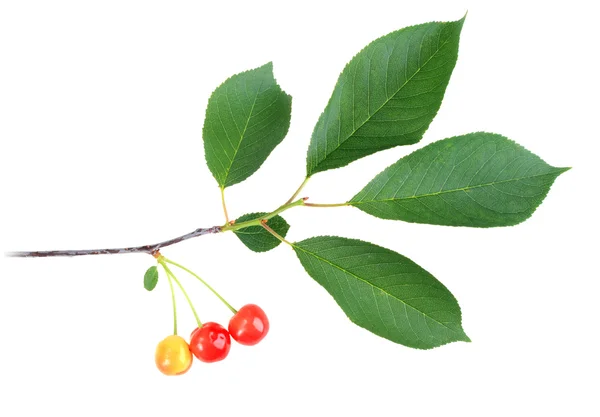 Gren med gröna blad och cherrys — Stockfoto