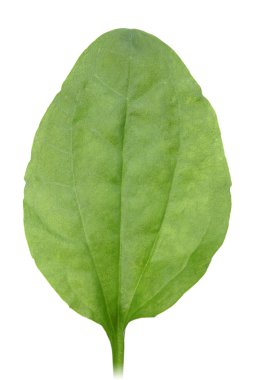 One green leaf clipart