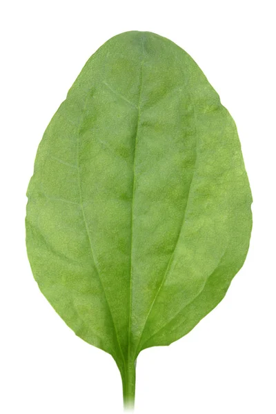 Één groen blad — Stockfoto