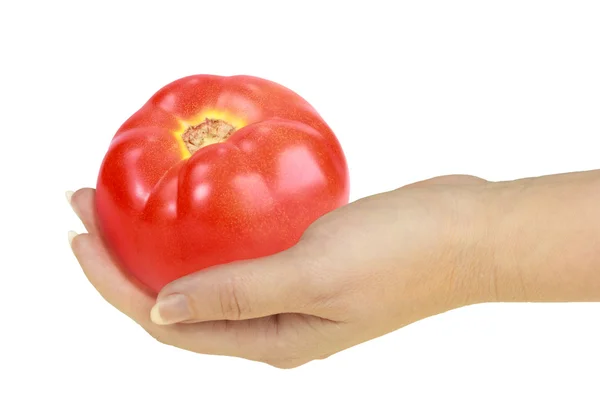 Tomato in a hand — стокове фото