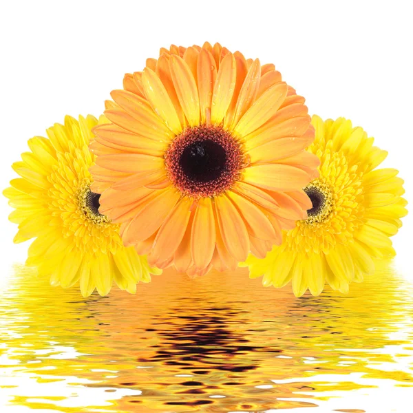 Natürmort üç çiçek — Stok fotoğraf